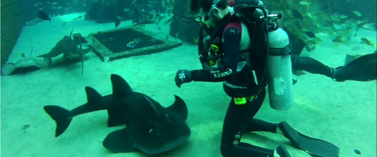 Dubai Atlantis scuba diving with sharks
